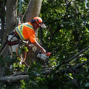 services-tree-surgery and trimming