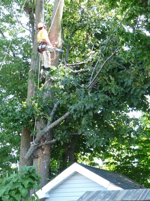 spring tree clean up