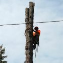 Timberjack Tree Service photo 6