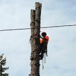 Timberjack Tree Service photo 5