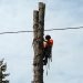 Timberjack Tree Service photo 7