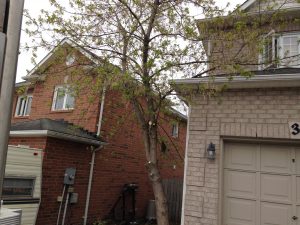 tree too close to house