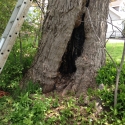 hazardous-tree-inspection