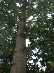 mature tree trimming