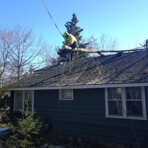 clean up damaged tree