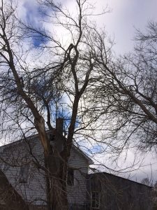storm damaged tree