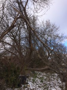 storm damaged tree