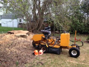 professional stump removal