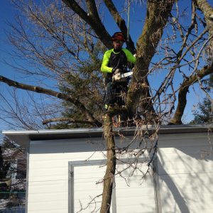 tree removal meaford